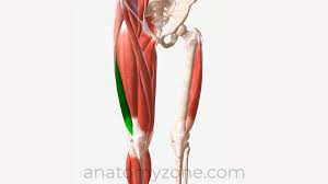 <p>Extends leg at knee</p>