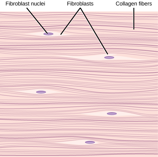 <p>Connective tissue proper containing many fibers for elasticity and protection.</p>