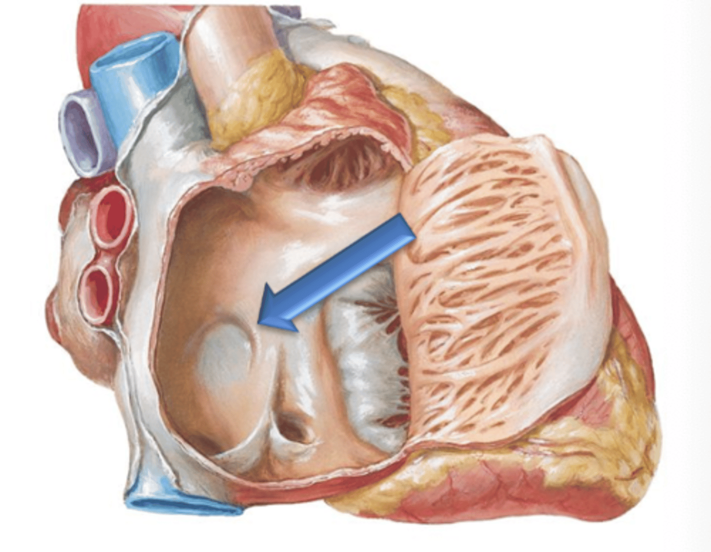 <p>Oval depression on the interatrial septum in the right atrium.</p>