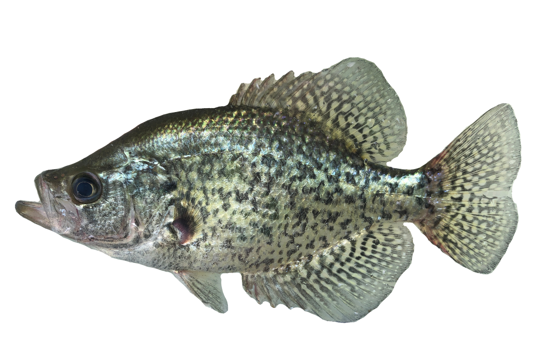 <p><span><span>Centrarchidae;</span></span></p><p><span><span>Black Crappie;</span></span></p><p><span><span>Pomoxis nigromaculatus</span></span></p>