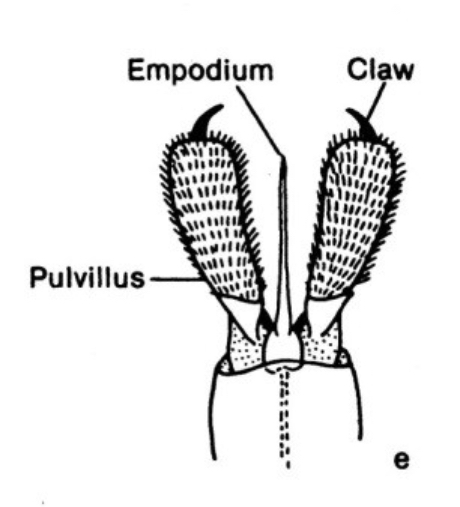 <p>Empodium</p>