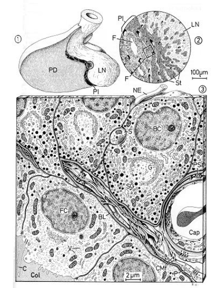 <p>• Melanocyte Stimulating Hormone (MSH): Stimulates dispersion of melanin granules in melanocytes, i.e. skin darkening. </p><p>• β-Endorphin: Neuromodulator, circulating analgesic</p>