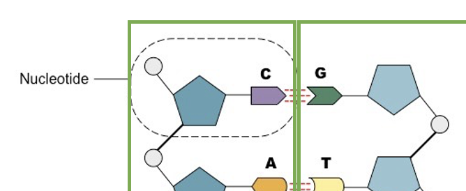 The 3 things a Nucleotide contains