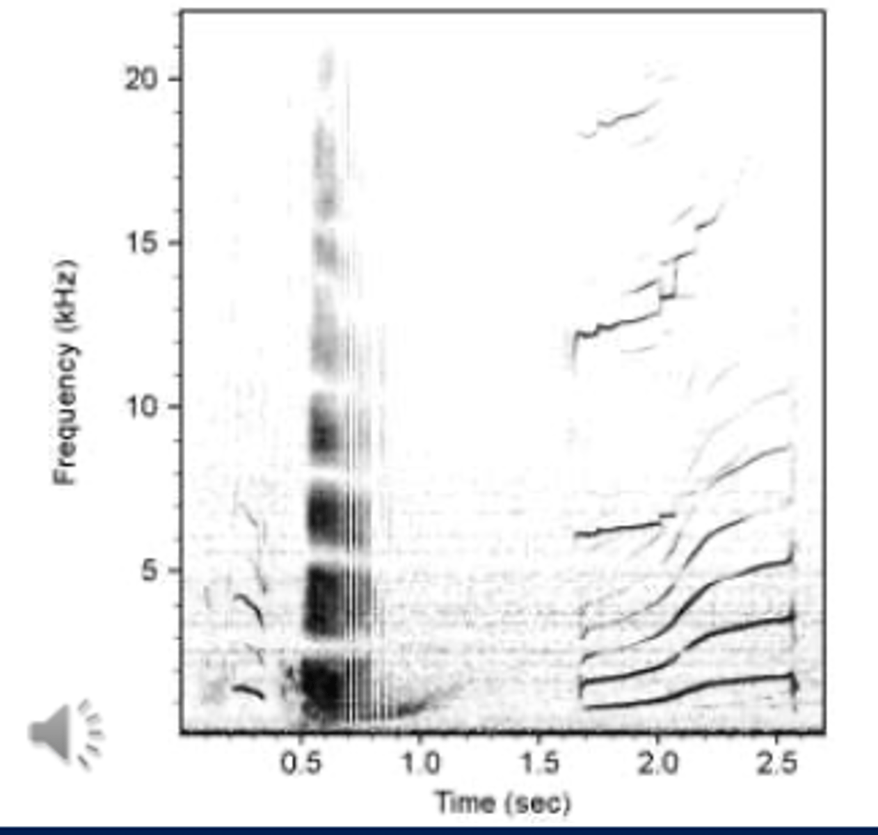 <p>➢Main vocalisation- echolocation- but also communication</p><p>-&gt; Buzzes - e.g. killer whales - help to heard herring?- part of calls</p><p>➢Not well studied</p>