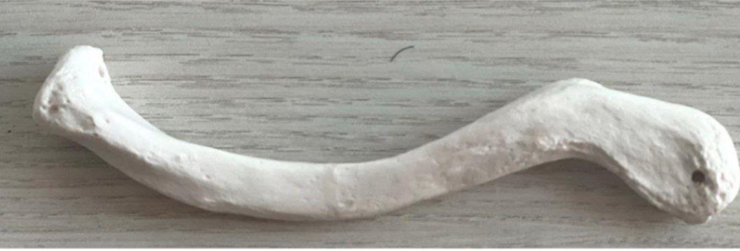 <p>Identify the bone and classify according to position and shape</p>