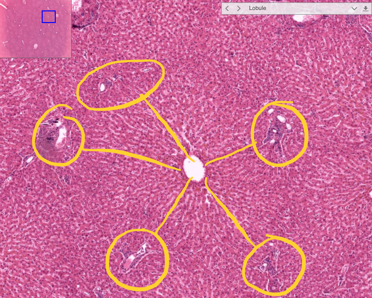 <p>What’s in black?</p>