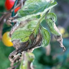 <p><span>&nbsp;Fungal disease causing gray mold on flowers, leaves, and fruits, often in high humidity conditions.</span></p>