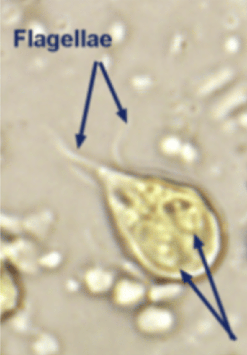 <p>Isolated from a kitten with diarrhoea. What parasite is this?</p>