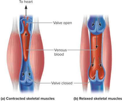 <p>Skeletal muscle pump</p>