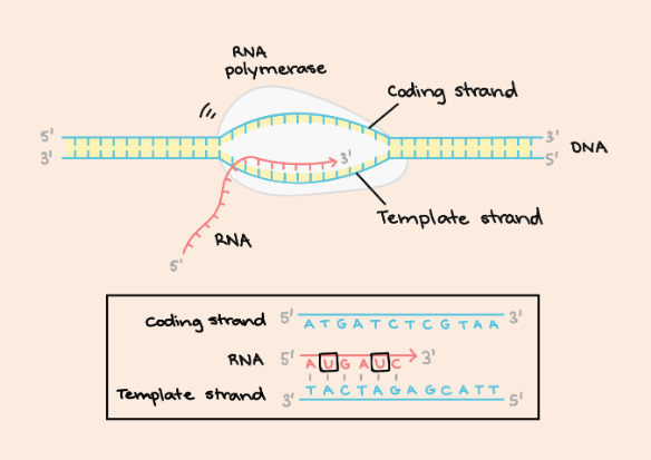 <p>template strand</p>