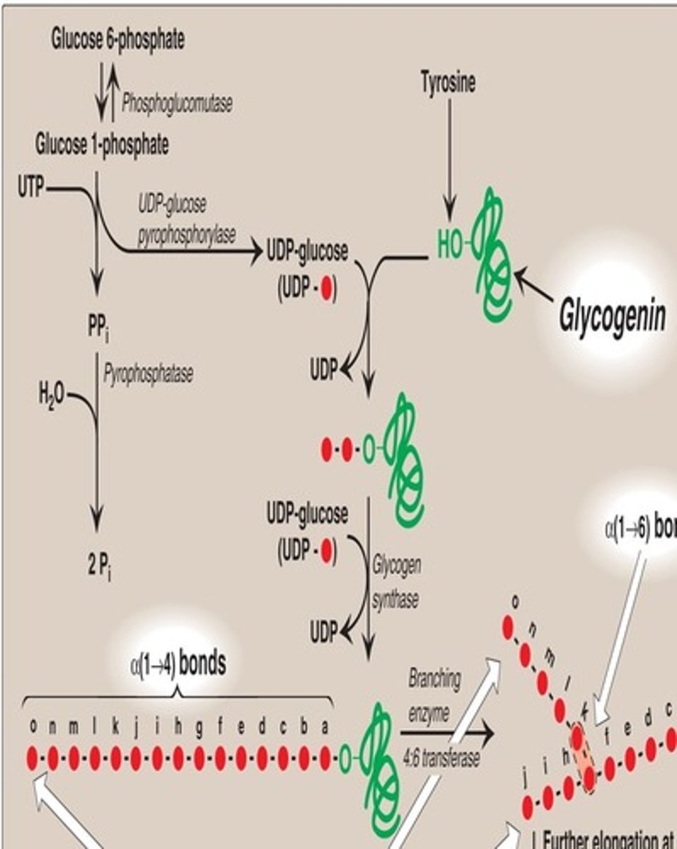 <p>Uses UDP glucose to autoglycosylate itself on a serine hydroxyl, extending a glycosyl chain long enough for glycogen synthase to use it as a substrate</p>