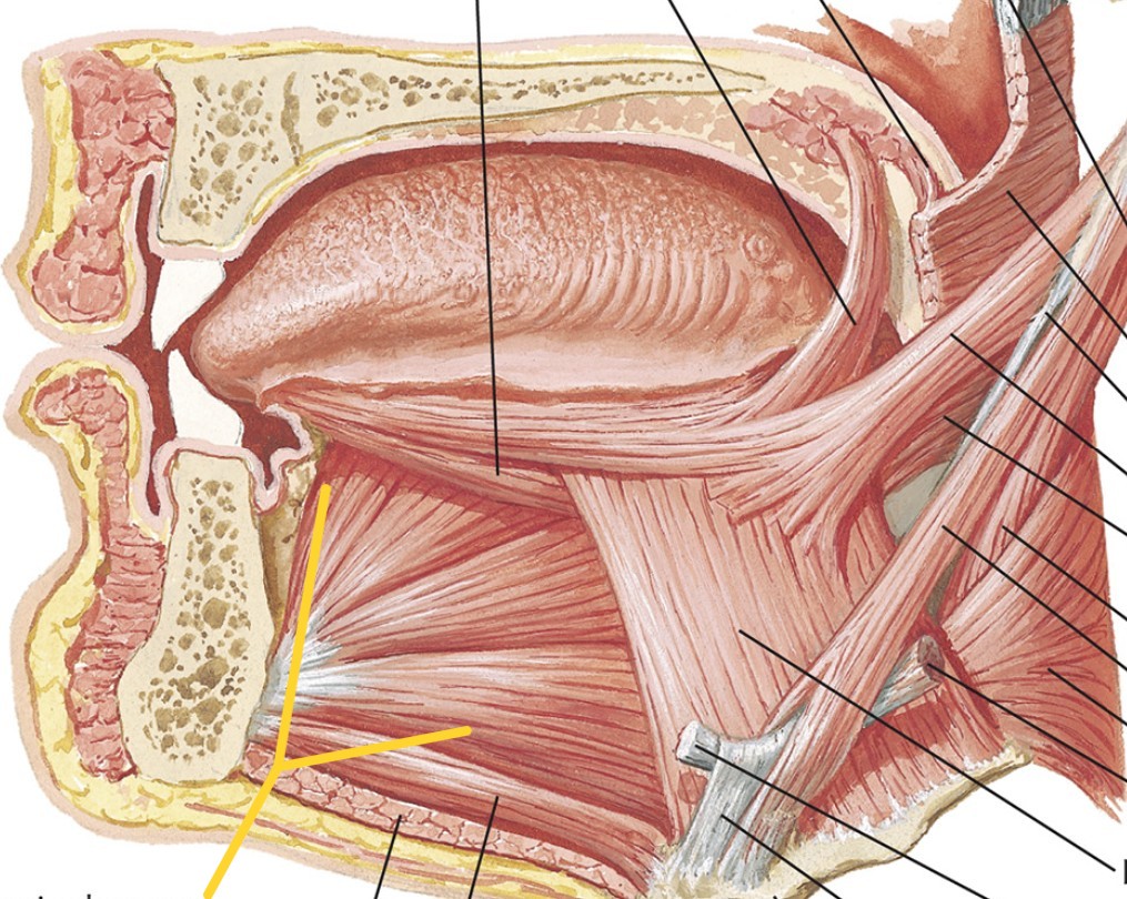 <p>Which muscle of the tongue is:</p><ul><li><p>Attach to hyoid &amp; mandible</p></li><li><p>Action: depress &amp; protract tongue</p></li><li><p>Nerve: <span style="color: yellow;">CN XII</span></p></li></ul><p></p>