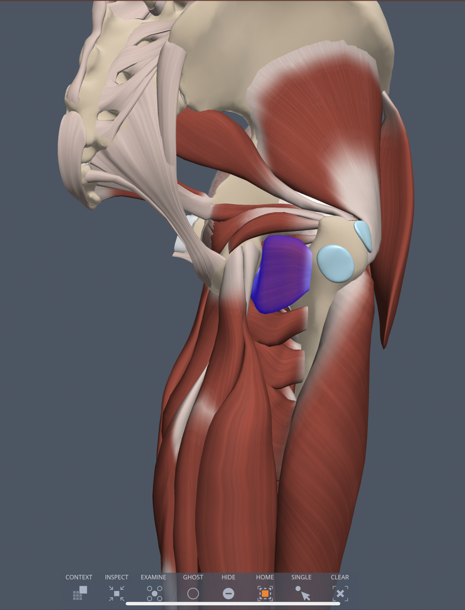 quadratus femorus innervation
