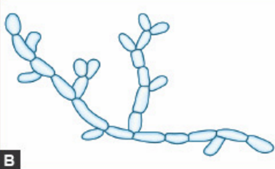 <p>Name the <strong>Type of Hyphae</strong></p>