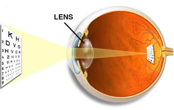 <ul><li><p>Transparent structure behind pupil that changes shape to help focus images on the retina</p></li><li><p>Focus the eye on near or far objects</p></li></ul>