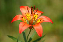 Western wood lily
