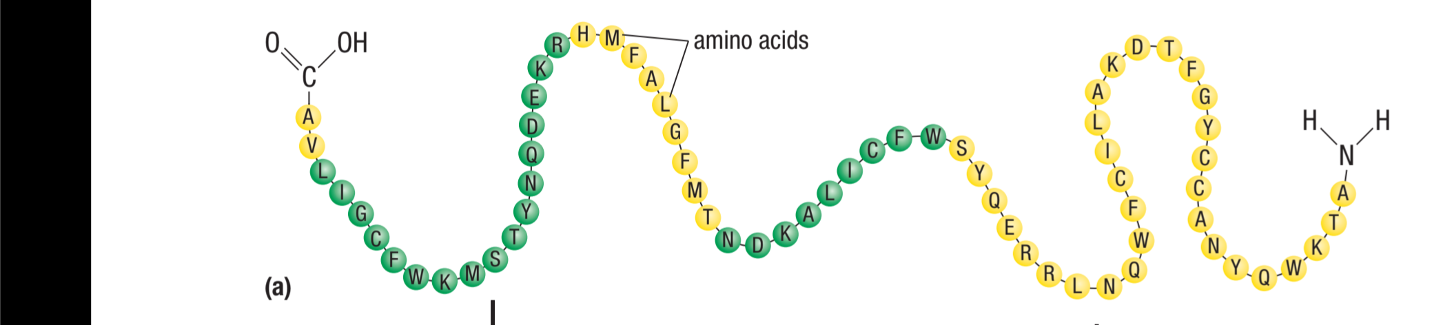 <ul><li><p>linear sequence of amino acids joined with peptide linkages</p></li><li><p class="has-focus">forms a polypeptide chain</p></li></ul><p></p>