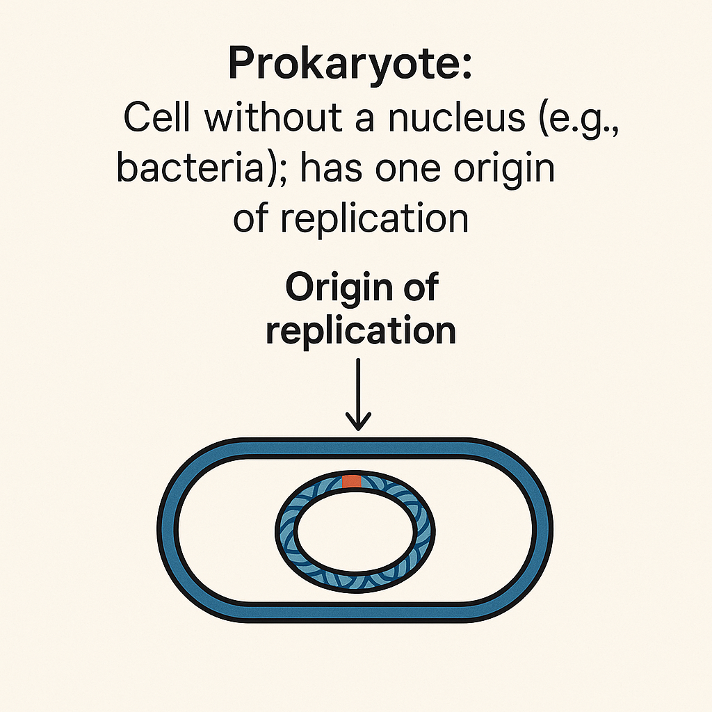 <p>Prokaryote</p>