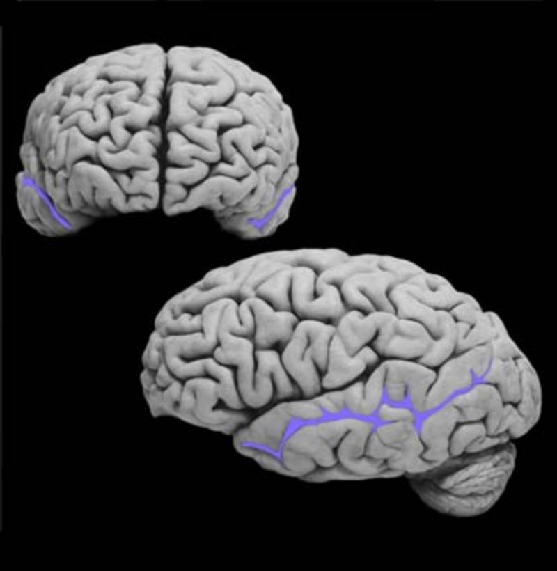 <p>What structure is this and what is the function?</p>
