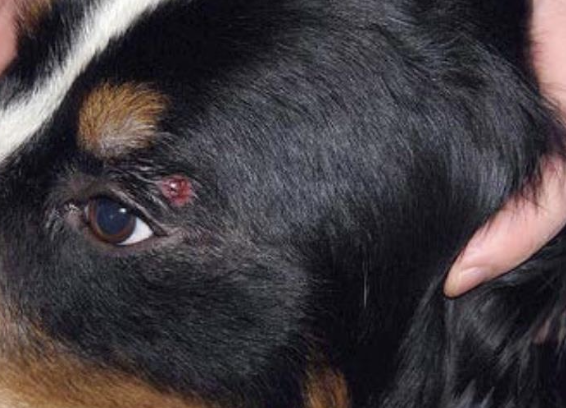 <p>cranial half of the body (head/pinna)</p>