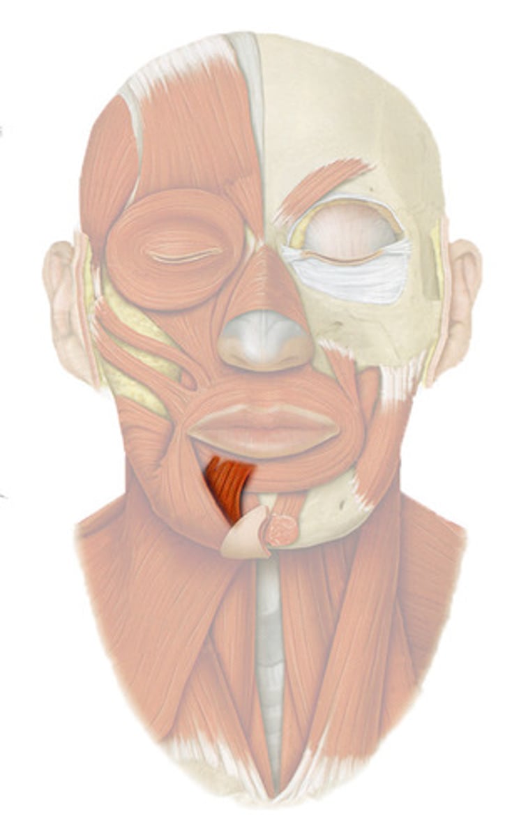 <p>Origin: Mandible </p><p>Insertion: Skin of lower lip</p><p>Action: Depresses lower lip </p>