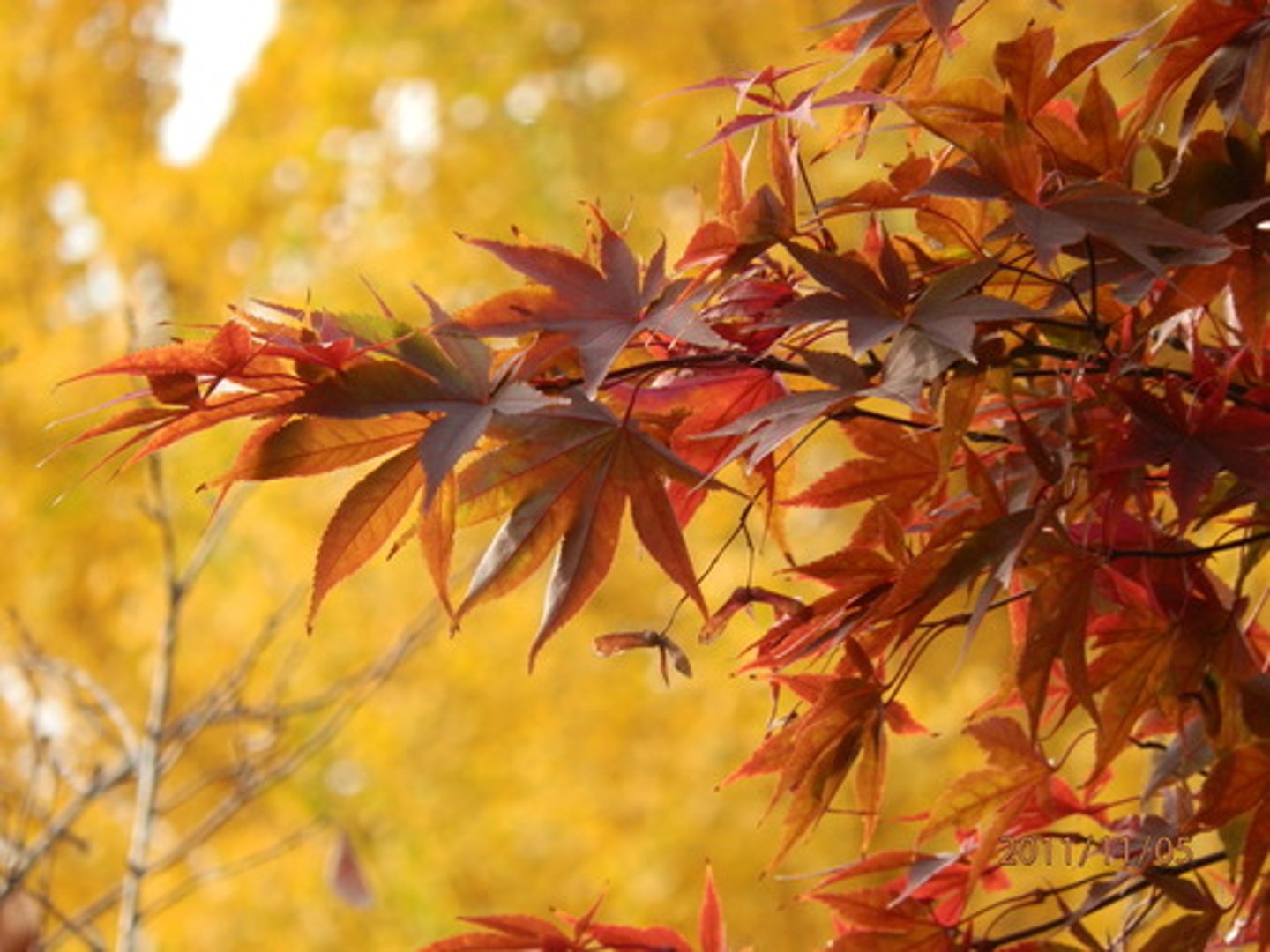 <p>autumn/fall</p>
