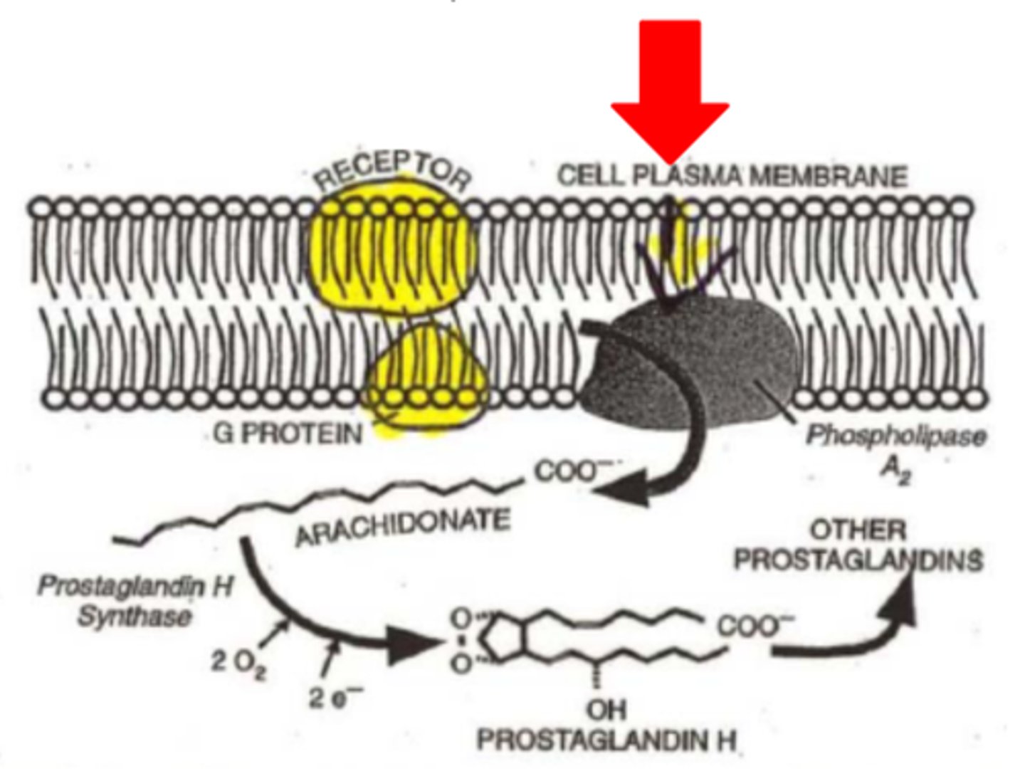 <p>-optional</p><p>-receptor protein/G protein</p><p>-mechanical pressure/injury</p>
