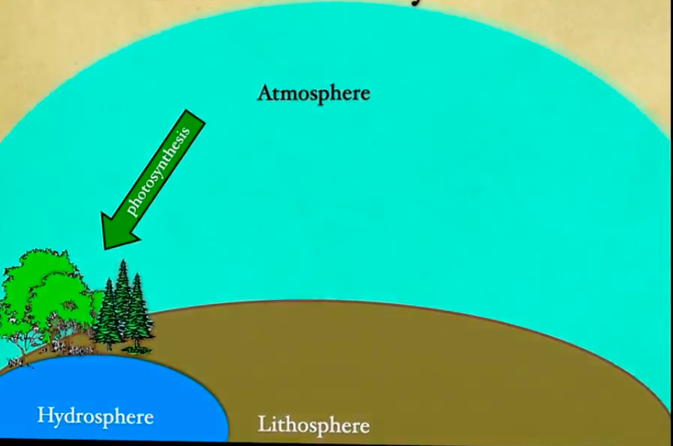 <p>atmospheric CO<sub>2</sub> is used to produce organic compounds in autotrophs (mostly plants and algae)</p>