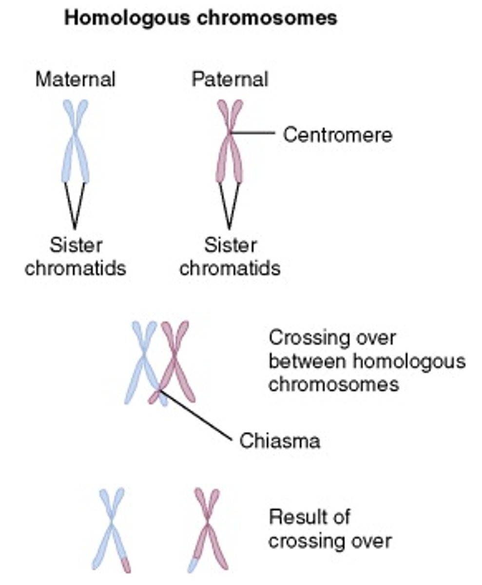 <p>Process where the chromosomes will come together and intertwine</p><p>At this point each chromosome will consist of 2 sister chromatids so each synaptic pair will consist of 4 chromatids</p>