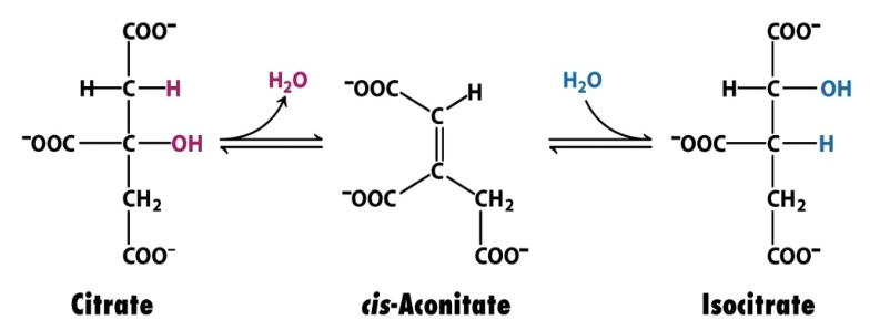 <p>Enzyme: <strong>Aconitase</strong></p><ul><li><p>Dehydration + hydration</p></li><li><p>Citrate is isomerized into isocitrate to enable the 6C unit to undergo oxidative decarboxylation</p></li></ul><p></p>