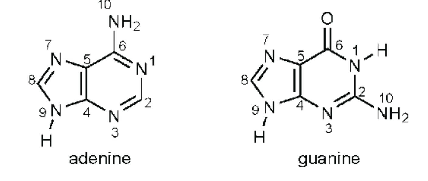 <p>One ring with 6 atoms bonded to one ring with five atoms</p><ul><li><p>Adenine, guanine</p></li></ul>