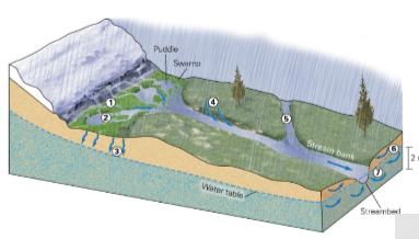 * Melted snow adds water
* Swamps and puddles collect water on flat land; water drains into the stream
* Some water infiltrates the substrate and becomes groundwater (which flows underground)
* Sheetwash flows over land into the stream
* Rain / snow falls directly into the stream
* Some water entering the stream flows through soil first
* Groundwater enters the stream via springs 

\
