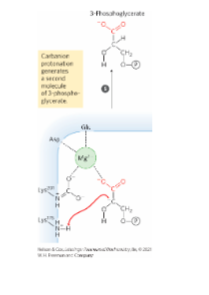 * Step 5: Protonation and Release of a Second 3-Phosphoglycerate
  * Deprotonation of Lys resets the active site