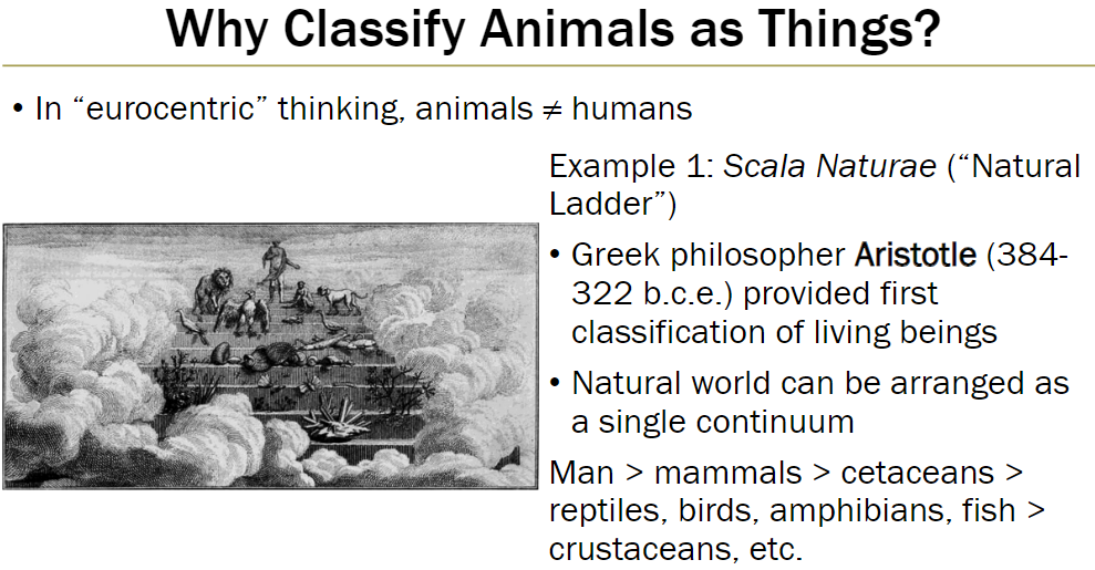 <p><strong>Eurocentric Thinking</strong><br> Traditionally, animals were considered distinct from humans</p><p><strong>Scala Naturae (Natural Ladder)</strong><br> Proposed by Charles Bonnet (1781) based on Aristotle’s earlier classification of living beings (384–322 B.C.E.)<br> Natural world arranged as a single continuum from “higher” to “lower” beings, e.g., Man > mammals > cetaceans > reptiles, birds, amphibians, fish > crustaceans, etc.</p>