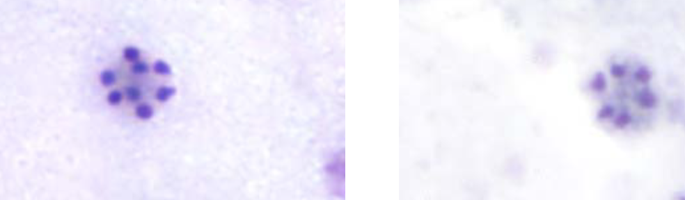 <p>What organism is this?</p>
