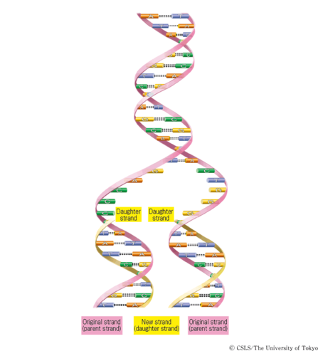 Method of DNA replication in which parental strands separate, act as templates, and produce molecules of DNA with one parental DNA strand and one new DNA strand
