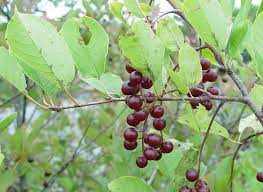 Chokecherry