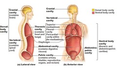 <p>the more anterior and larger of the closed body cavities, has 2 major subdivisions, houses internal organs called Viscera</p>