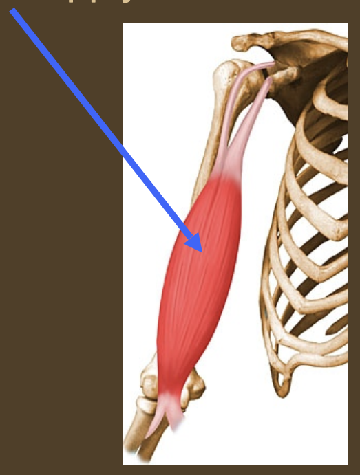 <p>Identify the nerve</p>