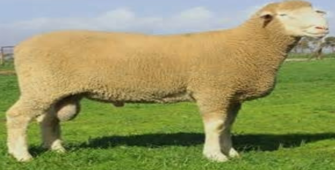 <p>white head, ears and legs with wool on head and legs. Breed out of season</p>