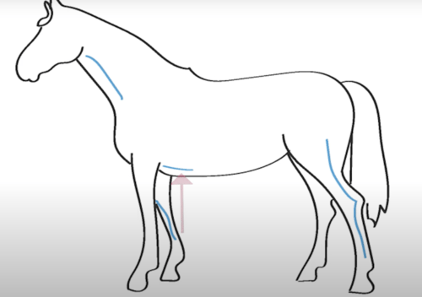 <p>1. jugular vein</p><p>2. superficial thoracic vein</p><p>3. antebrachial cephalic vein</p><p>4. lateral saphenous vein (foals)</p>