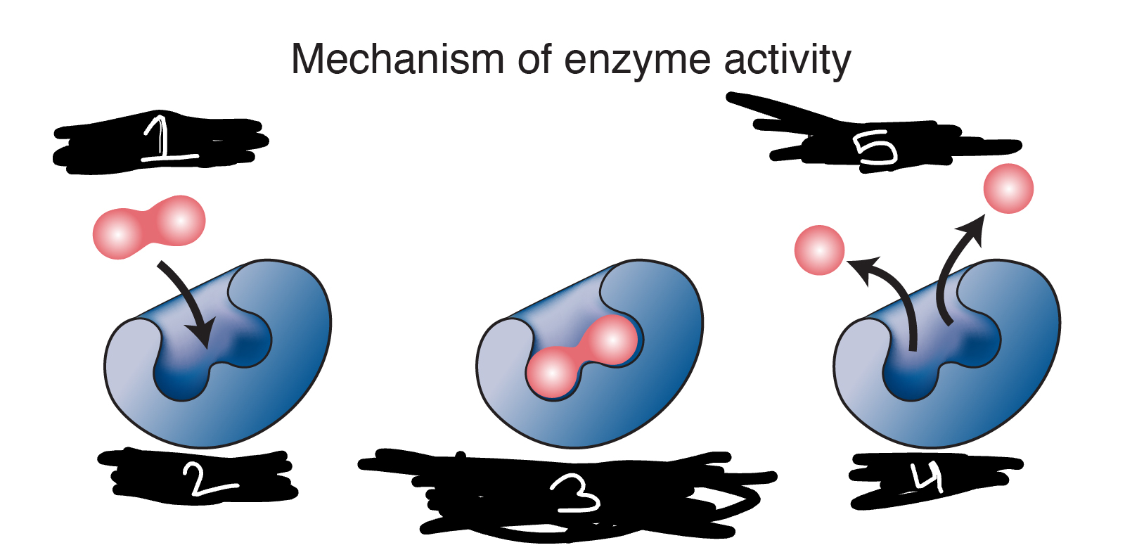 <p>enzyme activity</p>