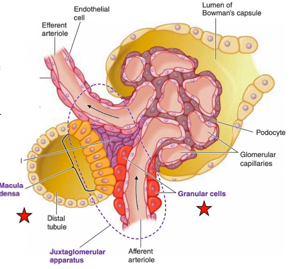 <ul><li><p>group of tall, closely-packed cells that are adjacent to the granular JG cells</p></li><li><p>chemoreceptors that respond to changes in the NaCl content of the filtrate</p></li><li><p>detect changes in rate fluid is flowing and release</p></li><li><p>local acting vasoactive chemical </p></li></ul><p></p>