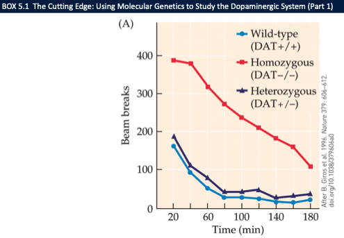 <ul><li><p><strong>DAT −/− mice</strong>: <strong>hyperactive</strong> (persistent extracellular DA → ongoing receptor activation)</p></li><li><p>Show <strong>impulsivity/cognitive</strong> changes reminiscent of ADHD traits</p></li><li><p>Molecular genetics lets us <strong>knock in/out</strong> components to link DA pathways to behaviour</p></li></ul><p></p>