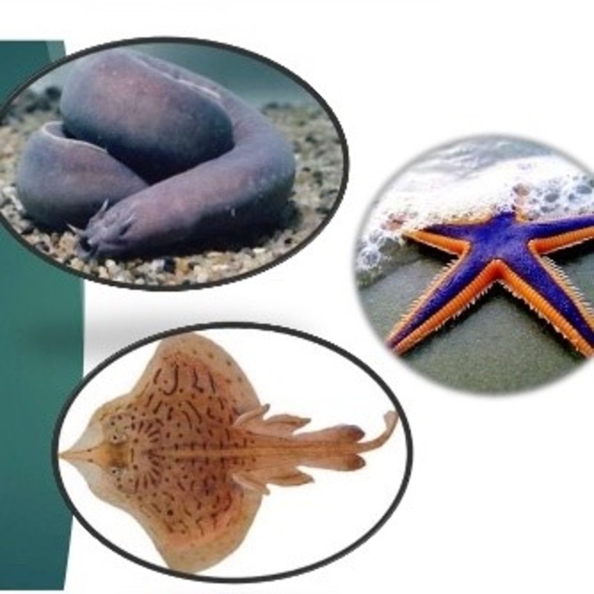 <p>an animal whose tissues and cells can tolerate dilution</p>