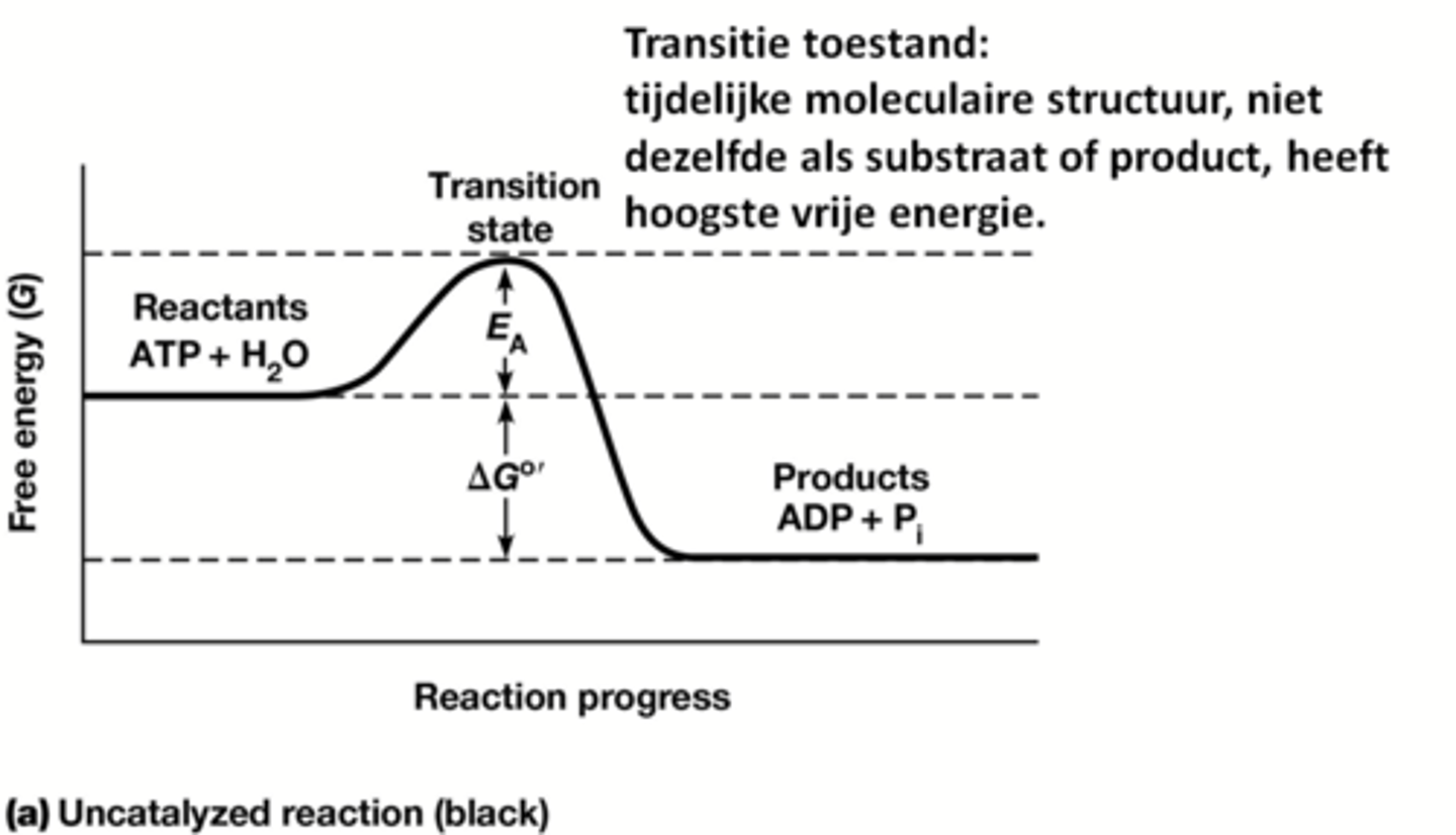 <p>een tijdelijke moleculaire structuur, niet dezelfde als substraat of product, heeft hoogste vrije energie.</p><p>foto legt het beter uit eigenlijk</p>