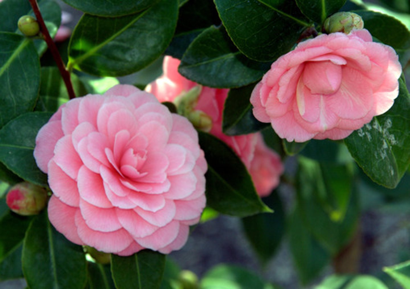 <p>Camellia</p>