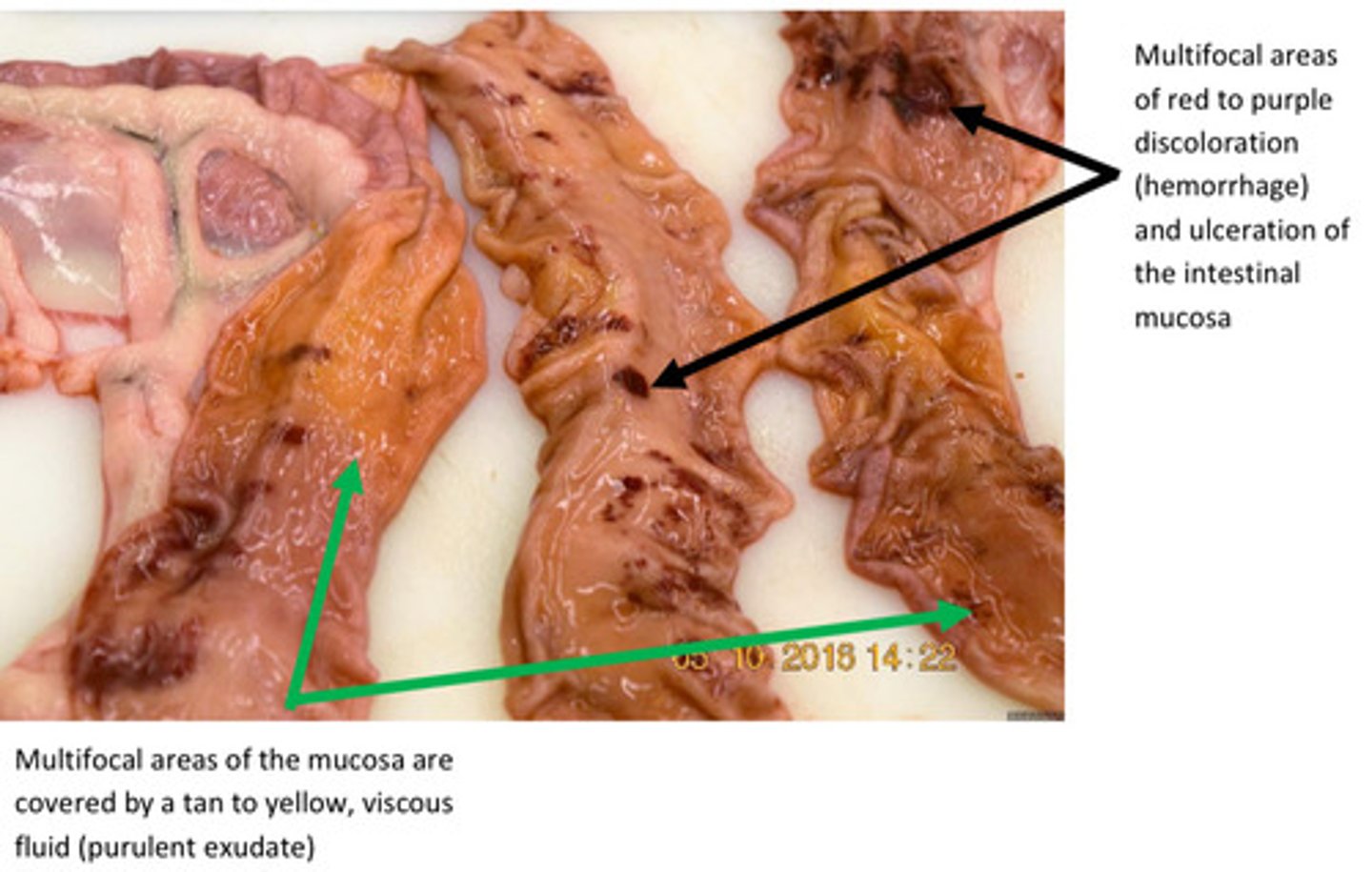 <p>Provide morphological diagnosis</p>
