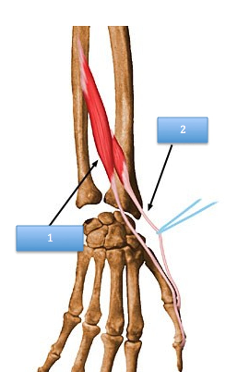 <p>deep muscle pair</p><p>o: dorsal shaft of radius and ulna; interosseous membrane</p><p>i: base of proximal and distal phalanx of thumb</p><p>a: EXTENDS THE THUMB; ABDuction at WRIST JOINT</p>