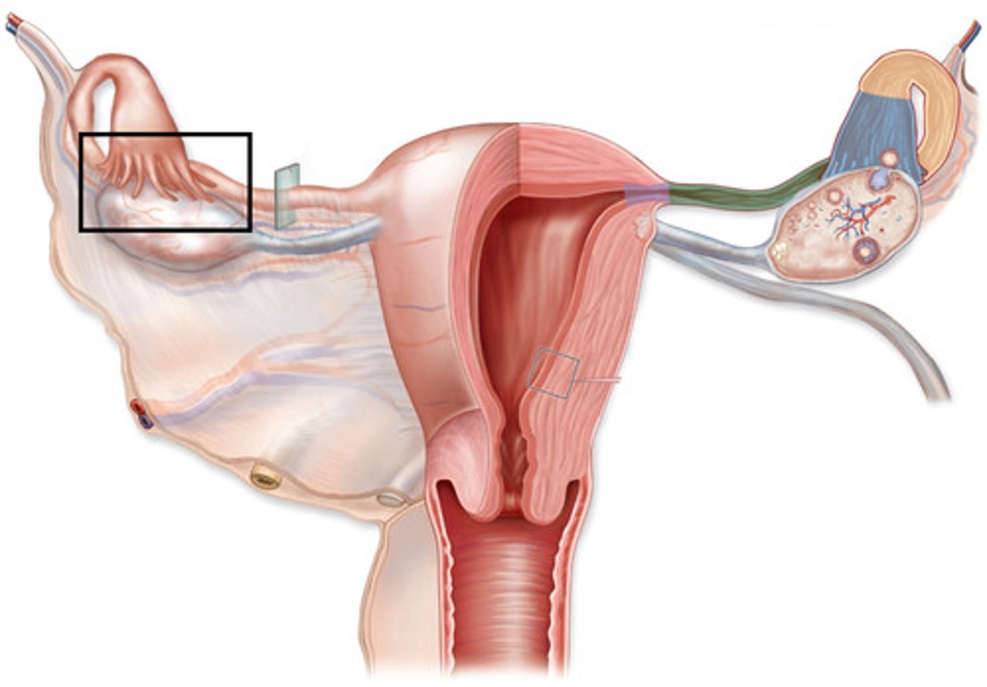 <p>Fingerlike projection of the uterin (fallopian) tubes that drape over the ovary.</p>